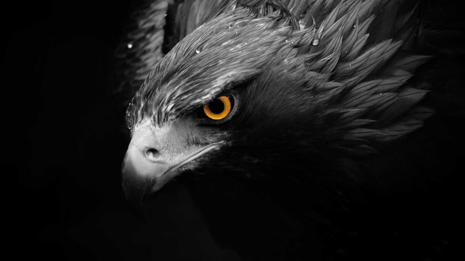 Dark Eagle Wallpapers