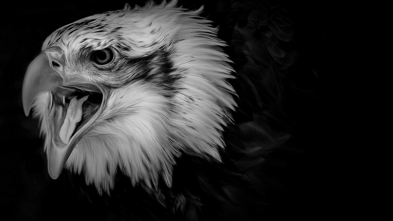 Dark Eagle Wallpapers