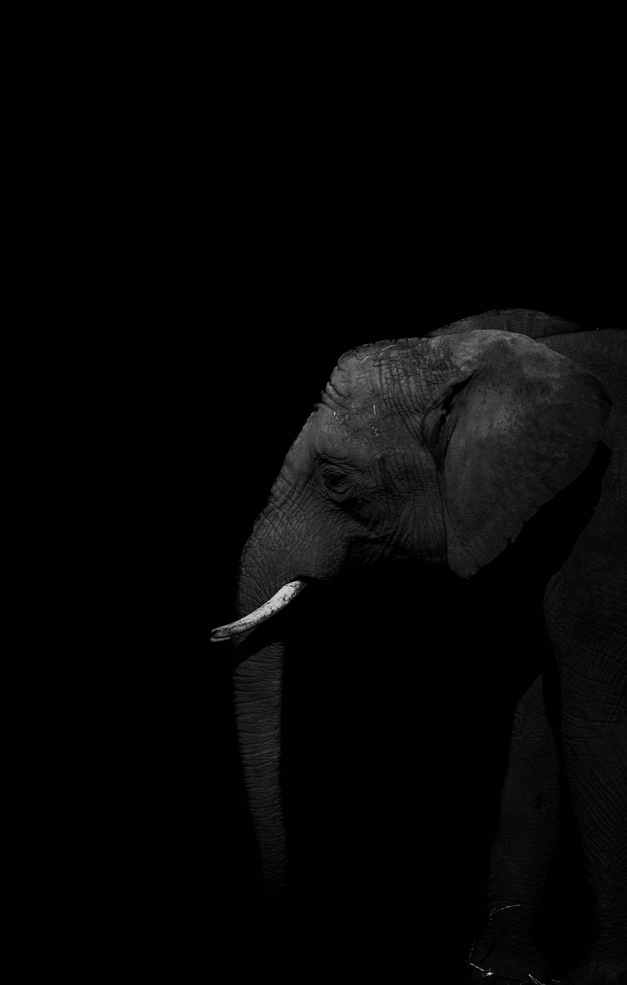 Dark Elephant Wallpapers