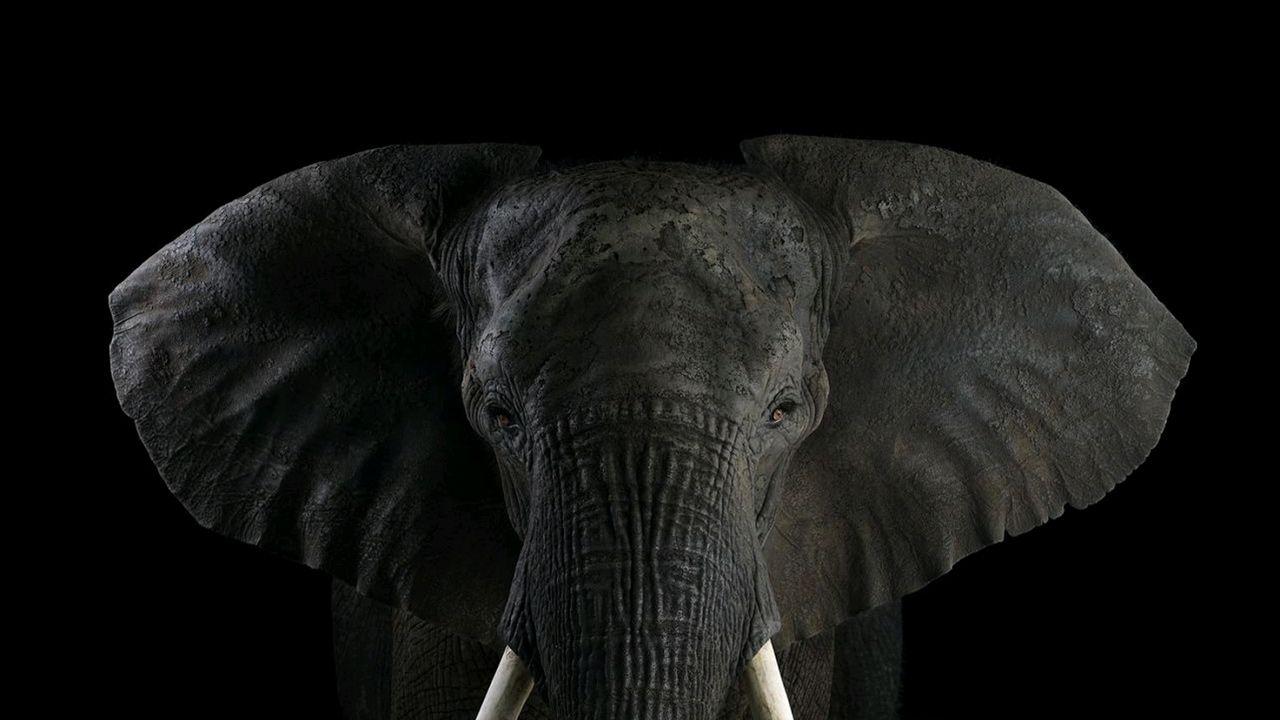 Dark Elephant Wallpapers