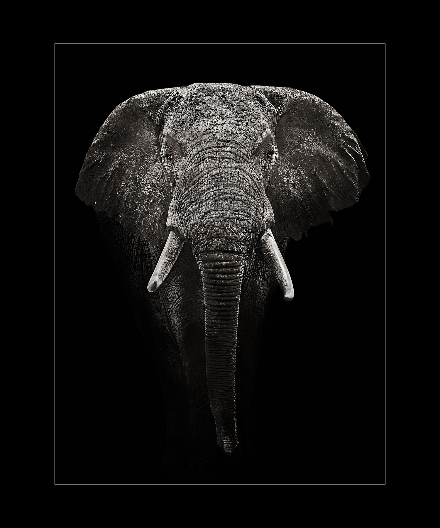 Dark Elephant Wallpapers