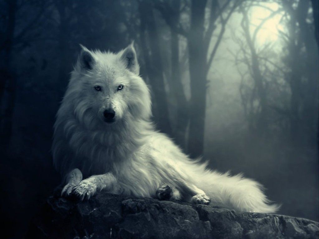 Dark Evil Wolf Wallpapers