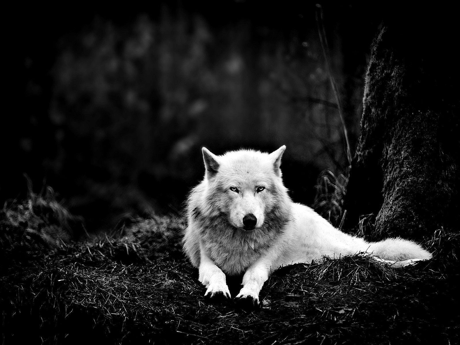 Dark Evil Wolf Wallpapers