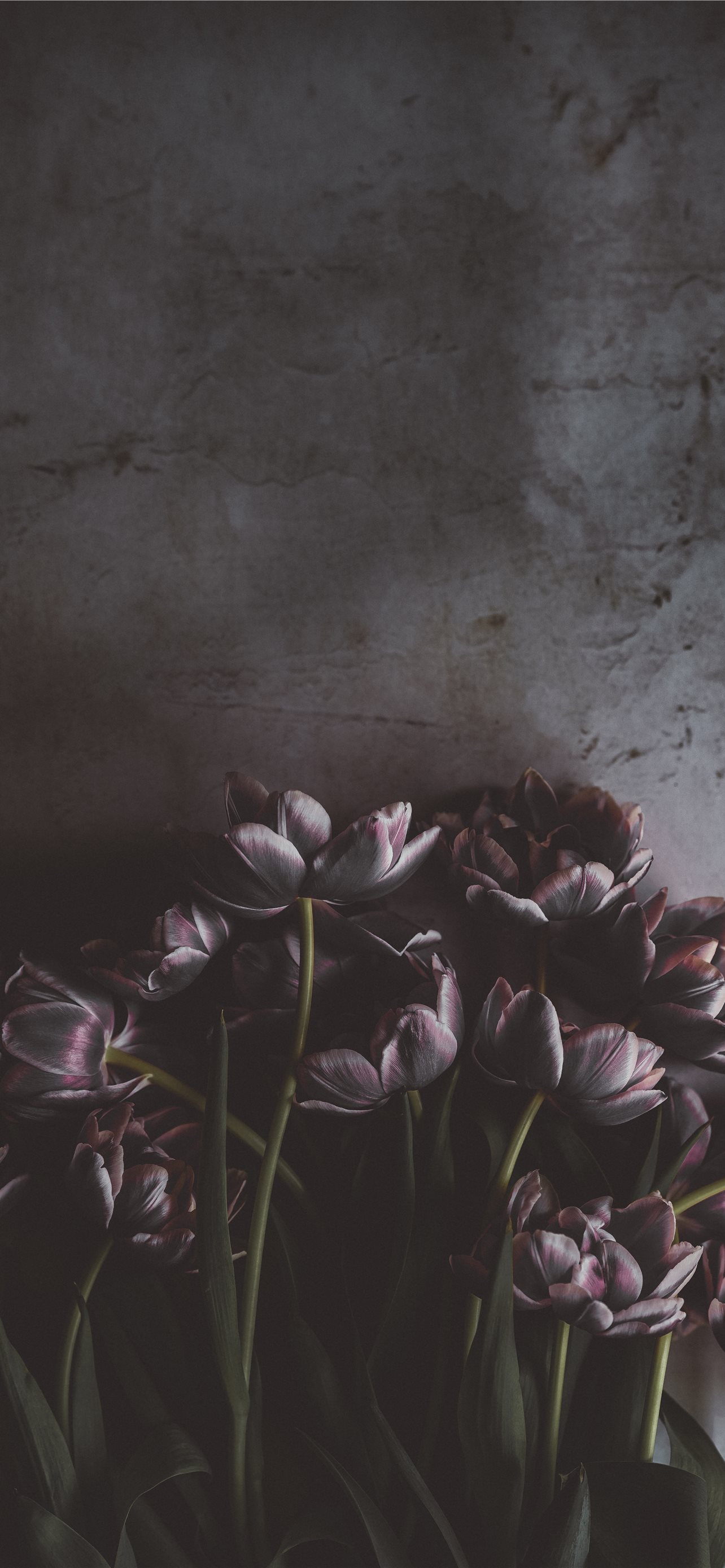 Dark Floral Iphone Wallpapers