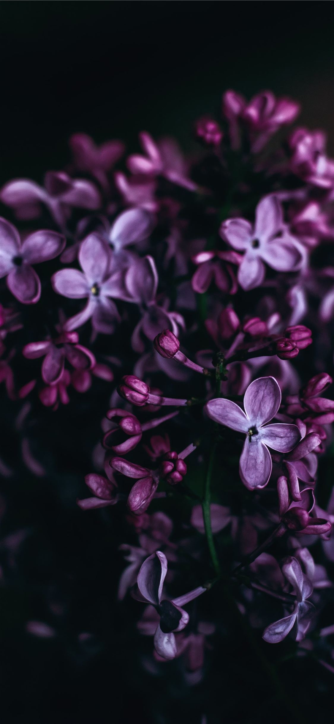 Dark Floral Iphone Wallpapers