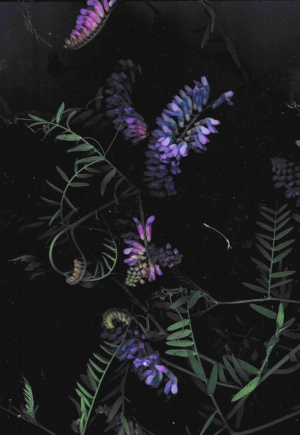 Dark Floral Wallpapers