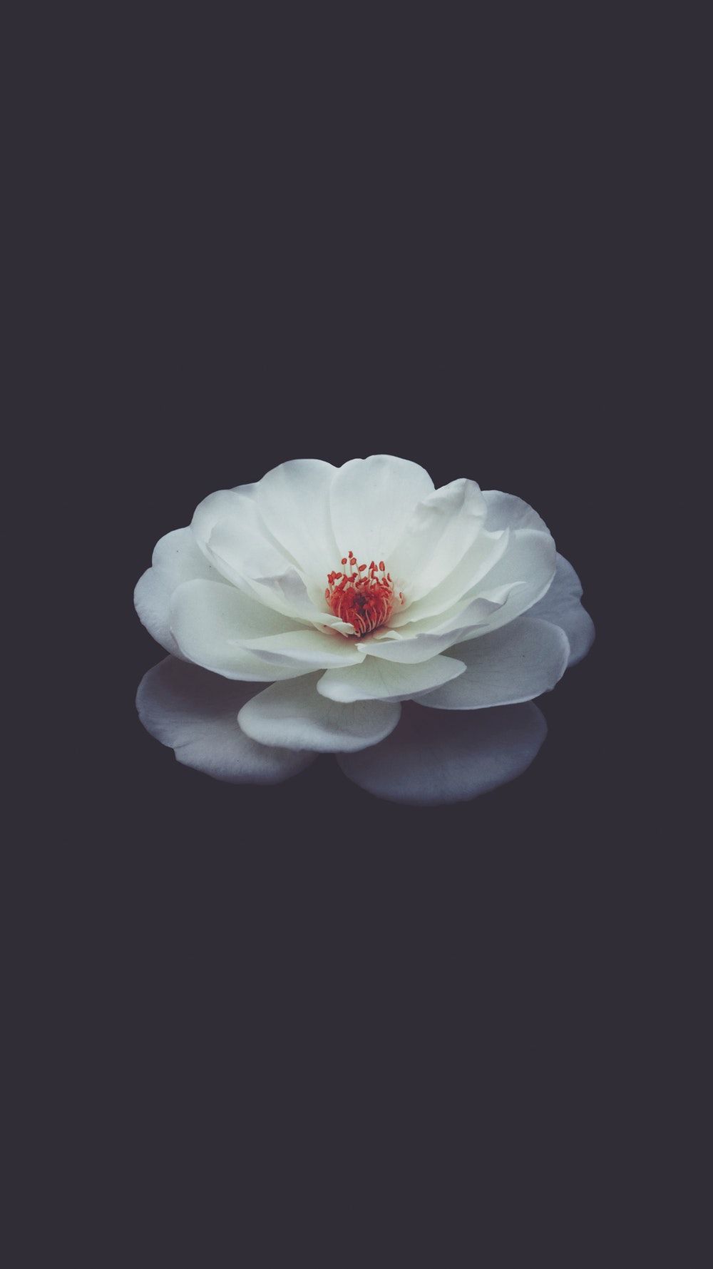 Dark Flower Aesthetic Wallpapers