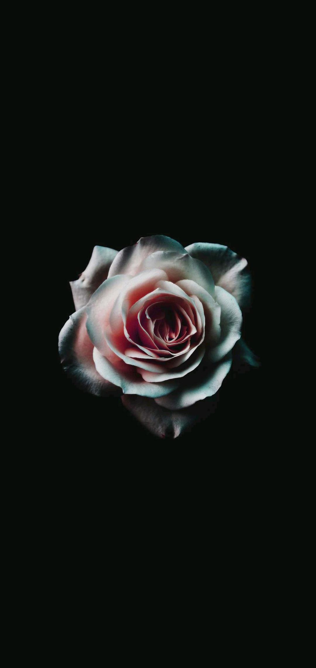 Dark Flower Phone Wallpapers