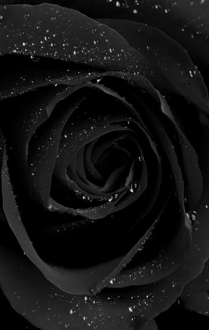 Dark Flower Phone Wallpapers