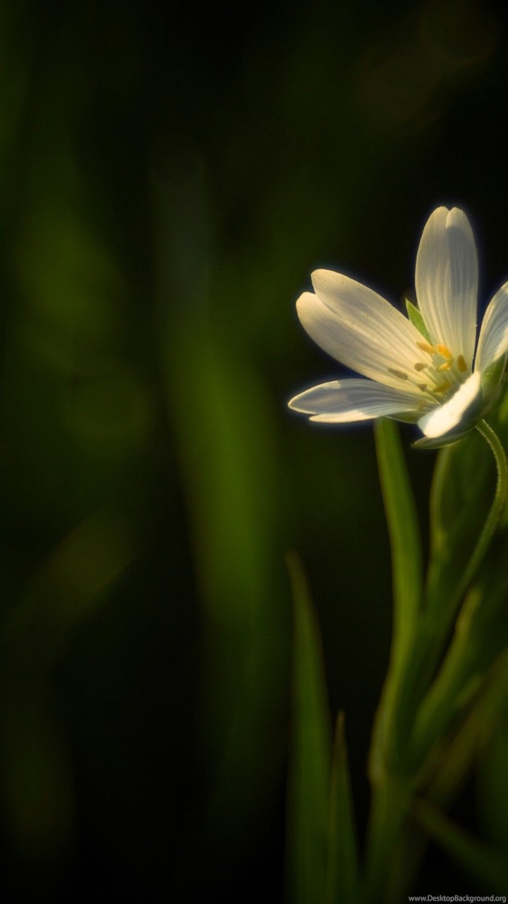 Dark Flower Phone Wallpapers