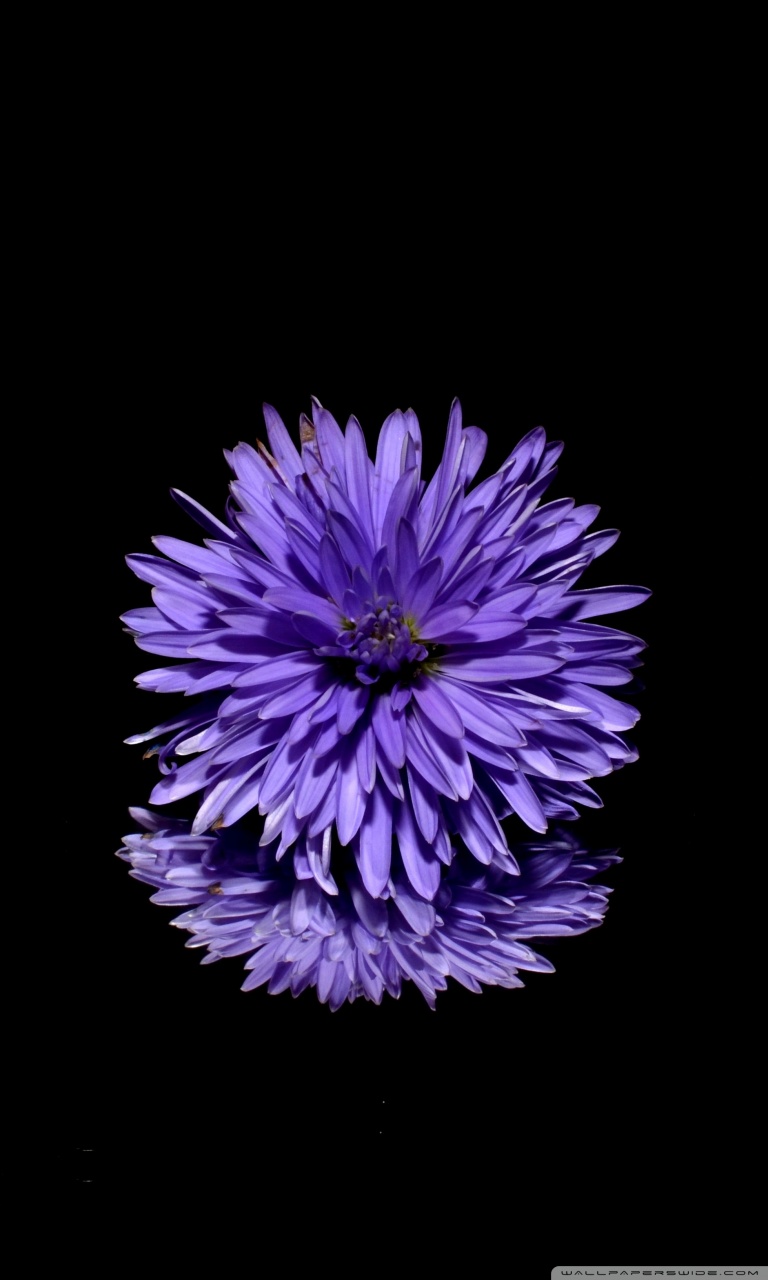 Dark Flower Phone Wallpapers