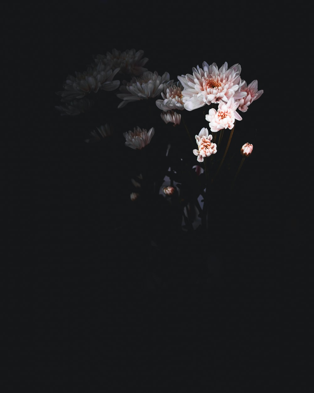 Dark Flower Phone Wallpapers