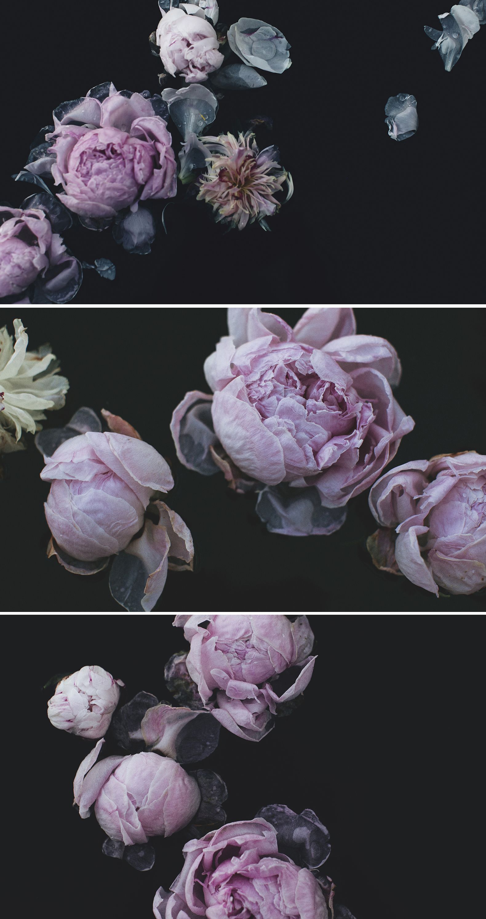 Dark Flower Phone Wallpapers