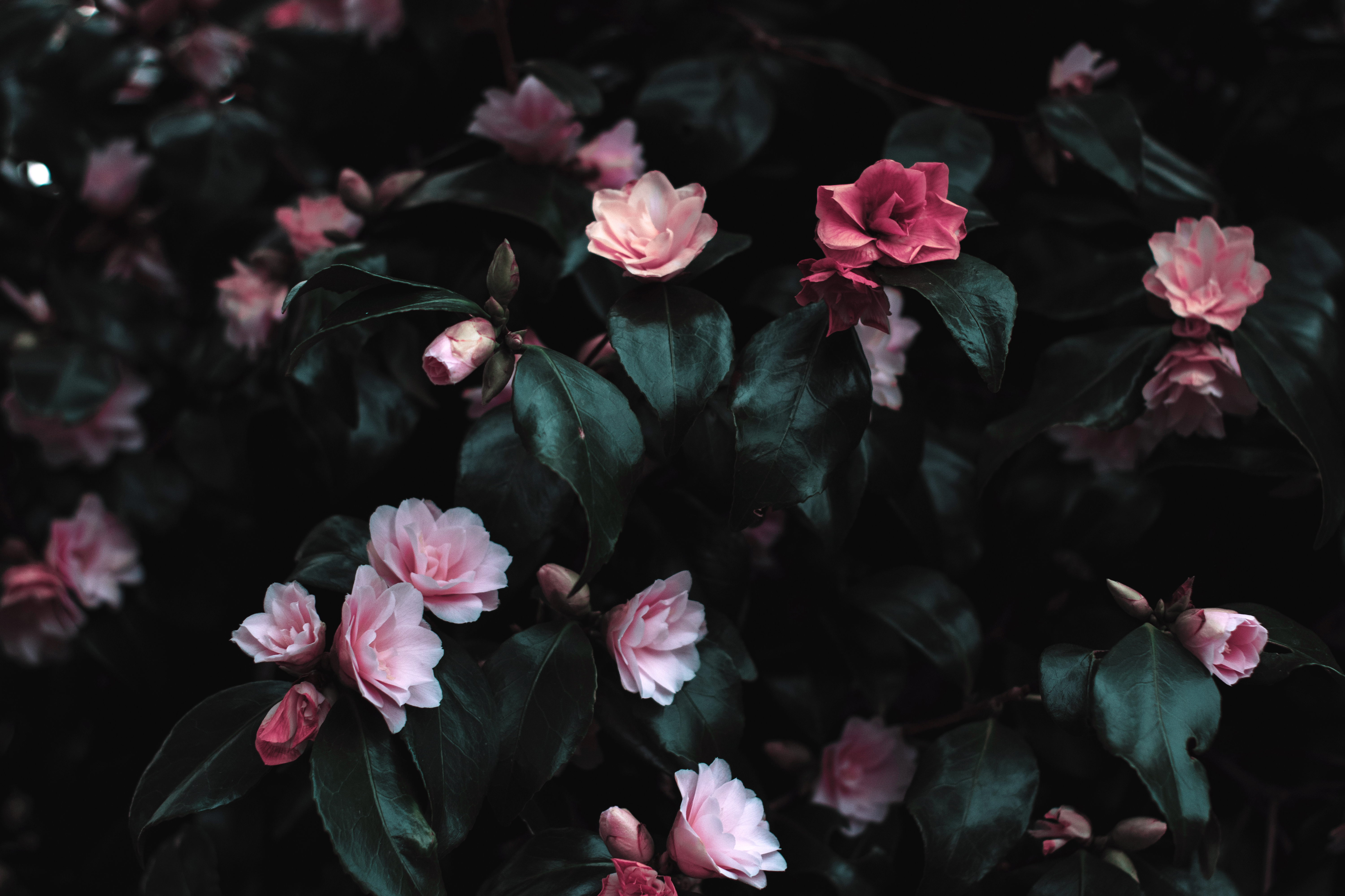 Dark Flower Phone Wallpapers