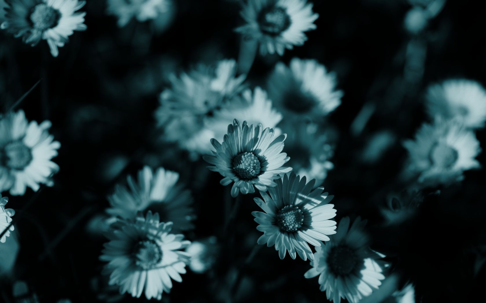 Dark Flowers Desktop Wallpapers