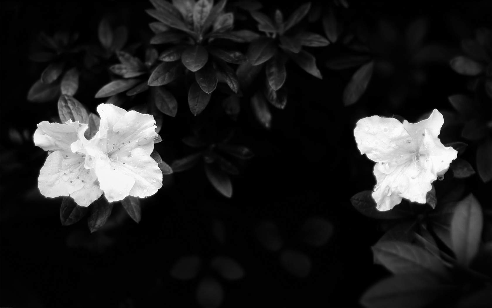 Dark Flowers Desktop Wallpapers