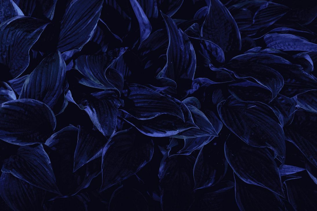Dark Flowers Desktop Wallpapers