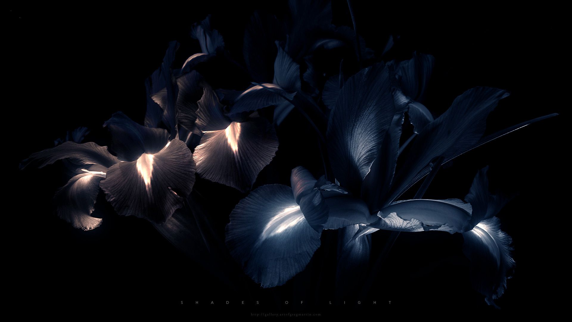 Dark Flowers Desktop Wallpapers