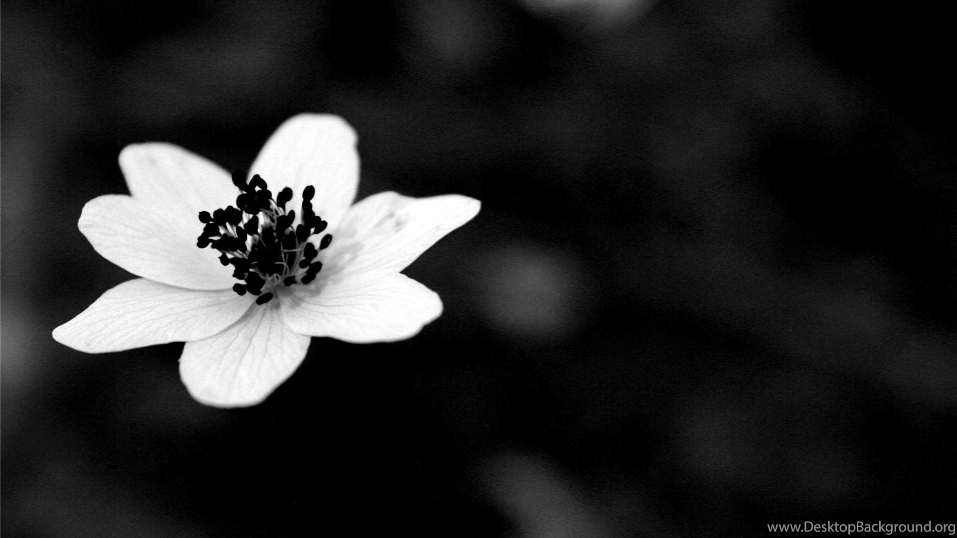 Dark Flowers Desktop Wallpapers