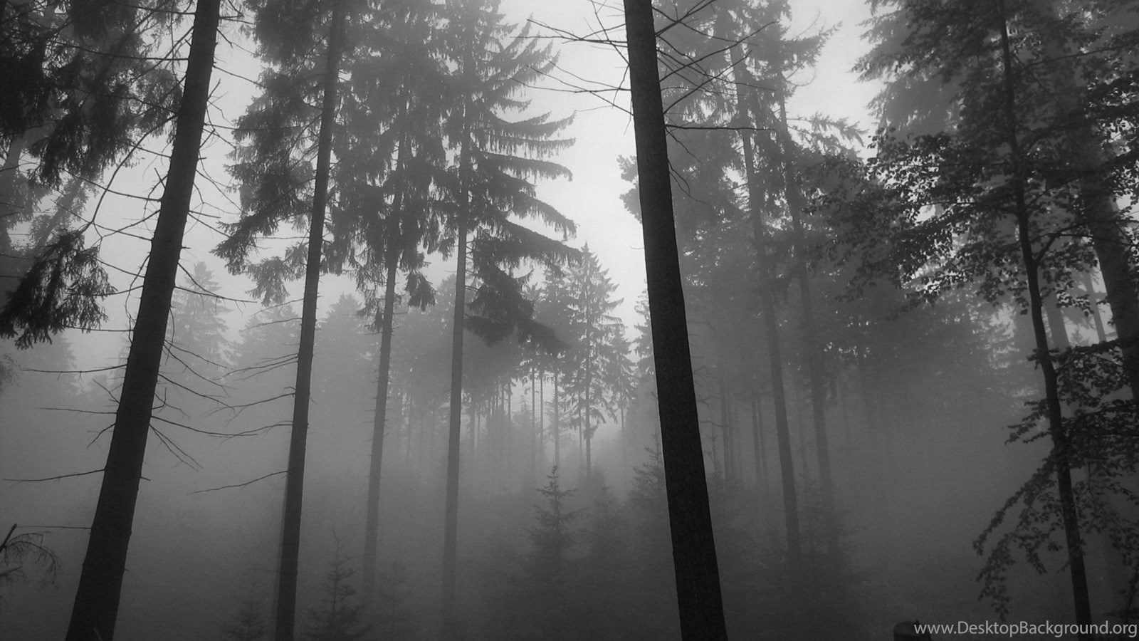 Dark Fog Wallpapers