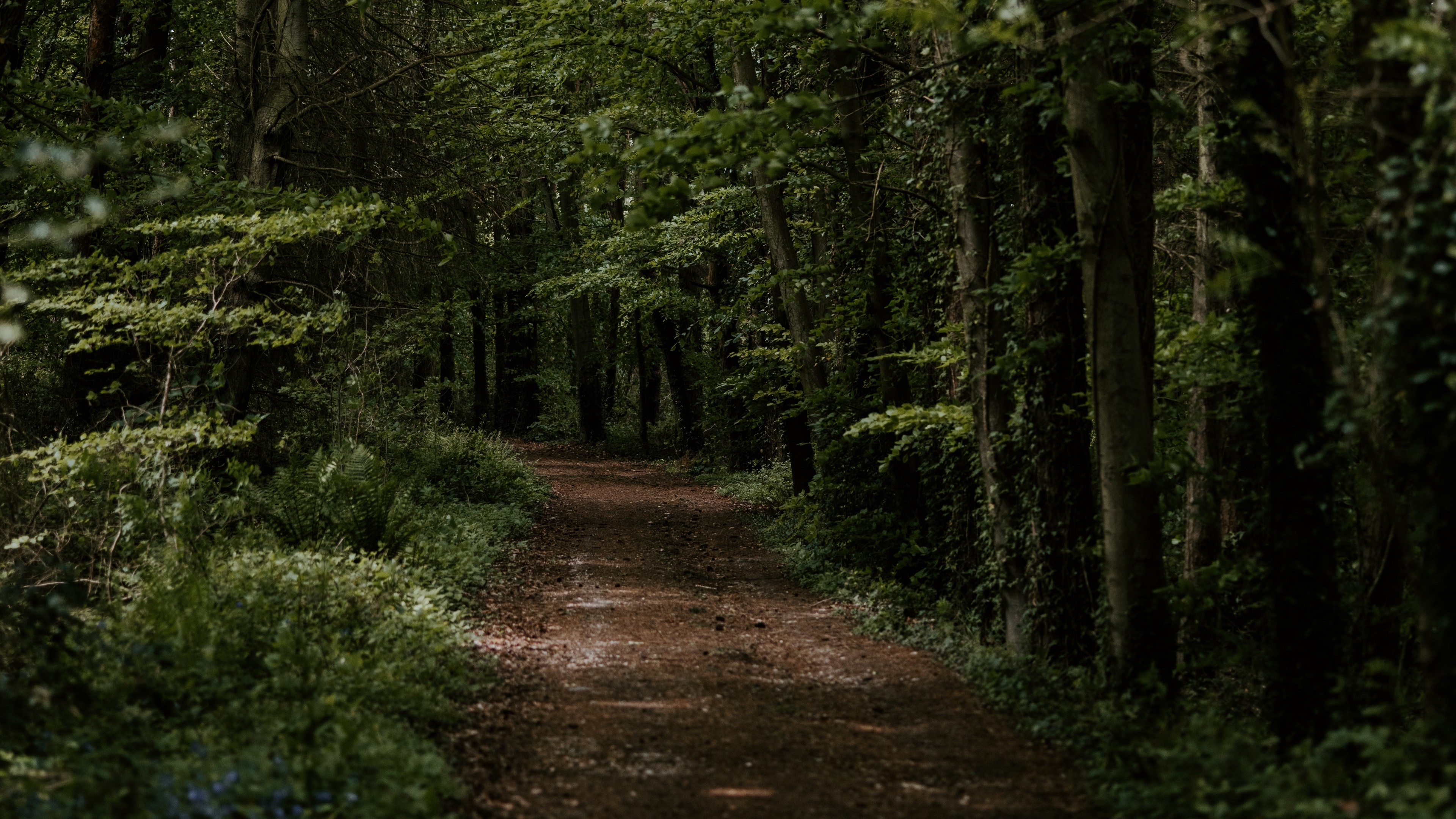 Dark Forest 4K Ultra Hd Wallpapers