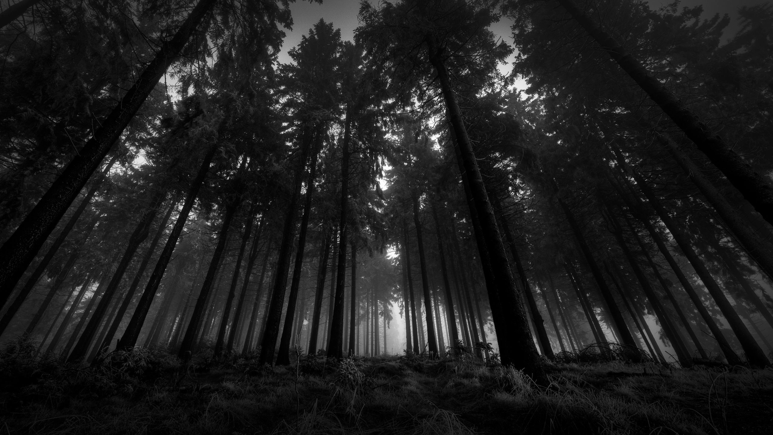 Dark Forest 4K Ultra Hd Wallpapers