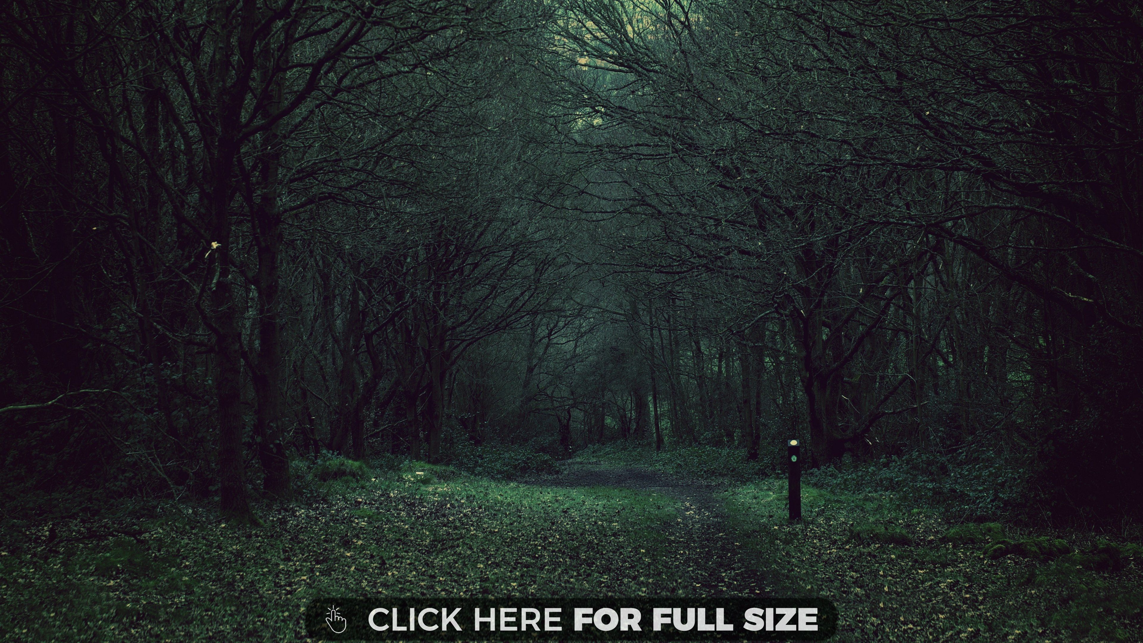 Dark Forest 4K Ultra Hd Wallpapers