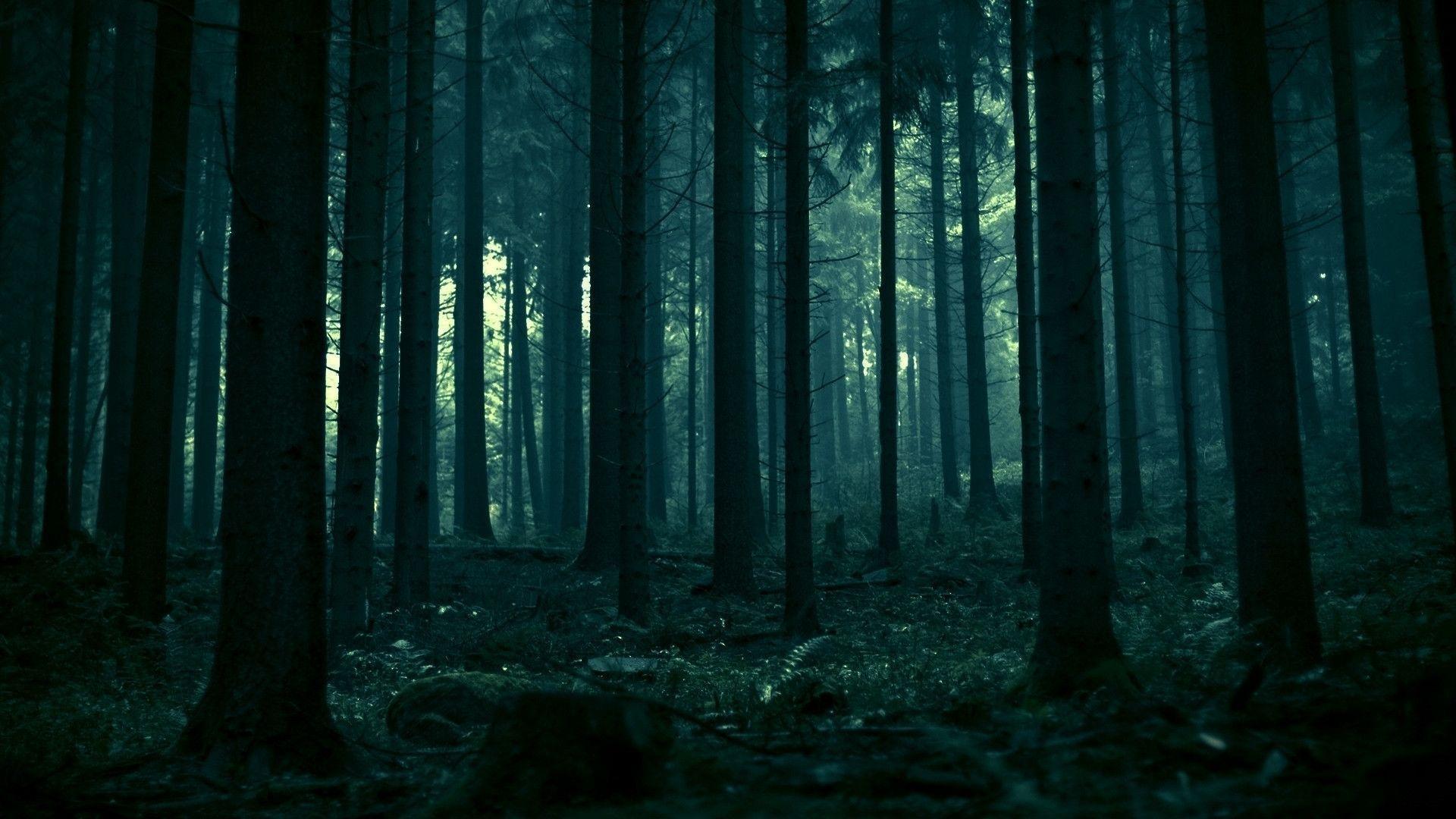 Dark Forest 4K Ultra Hd Wallpapers