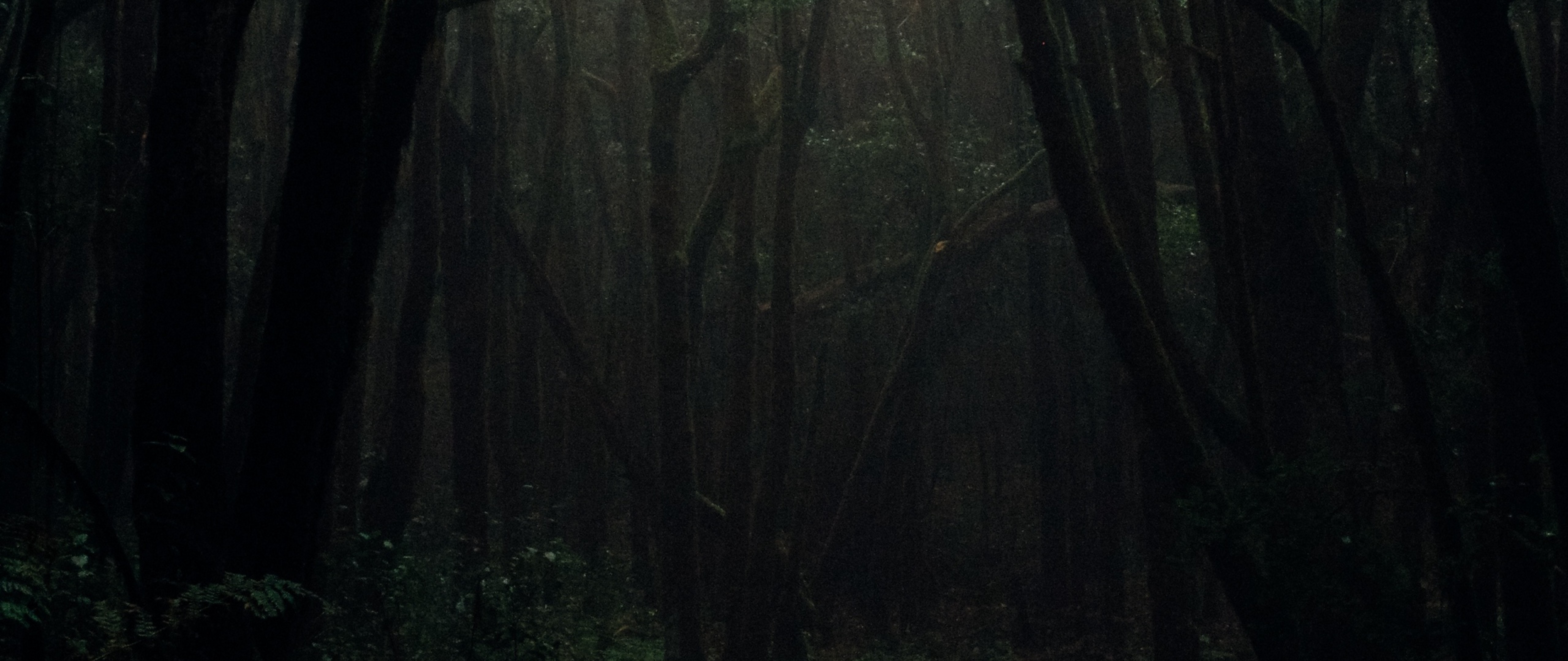 Dark Forest 4K Ultra Hd Wallpapers