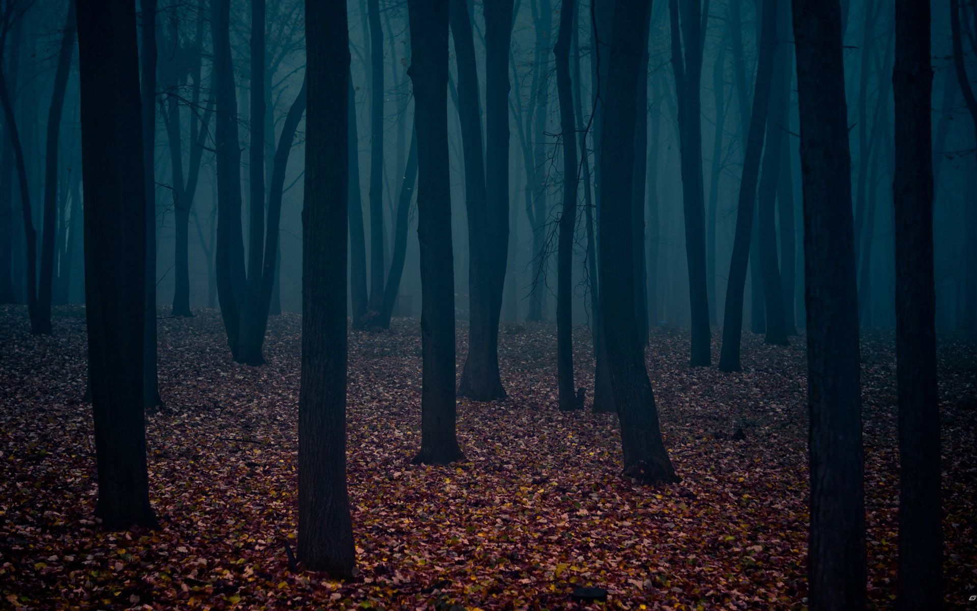 Dark Forest 4K Ultra Hd Wallpapers