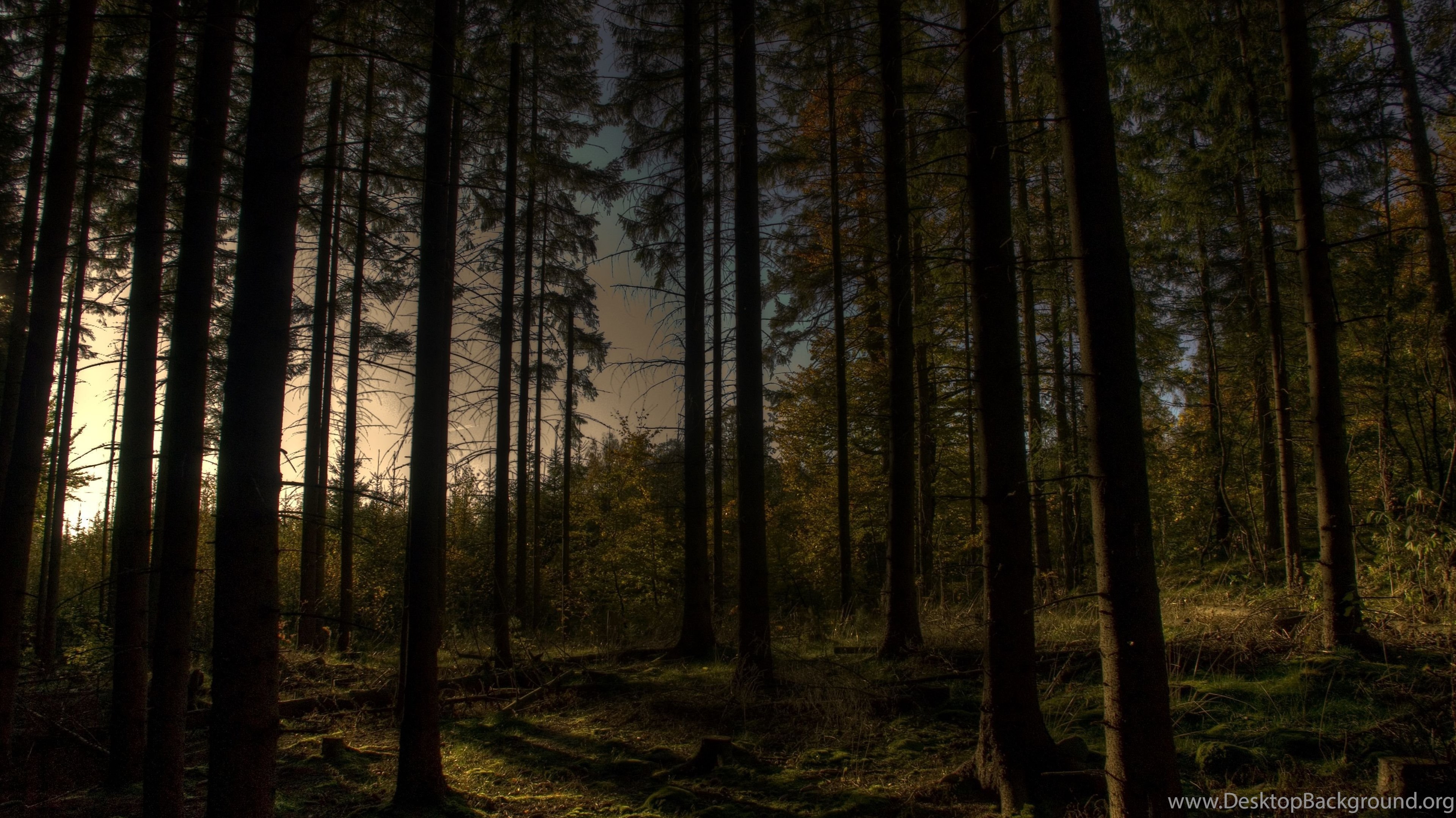 Dark Forest 4K Ultra Hd Wallpapers