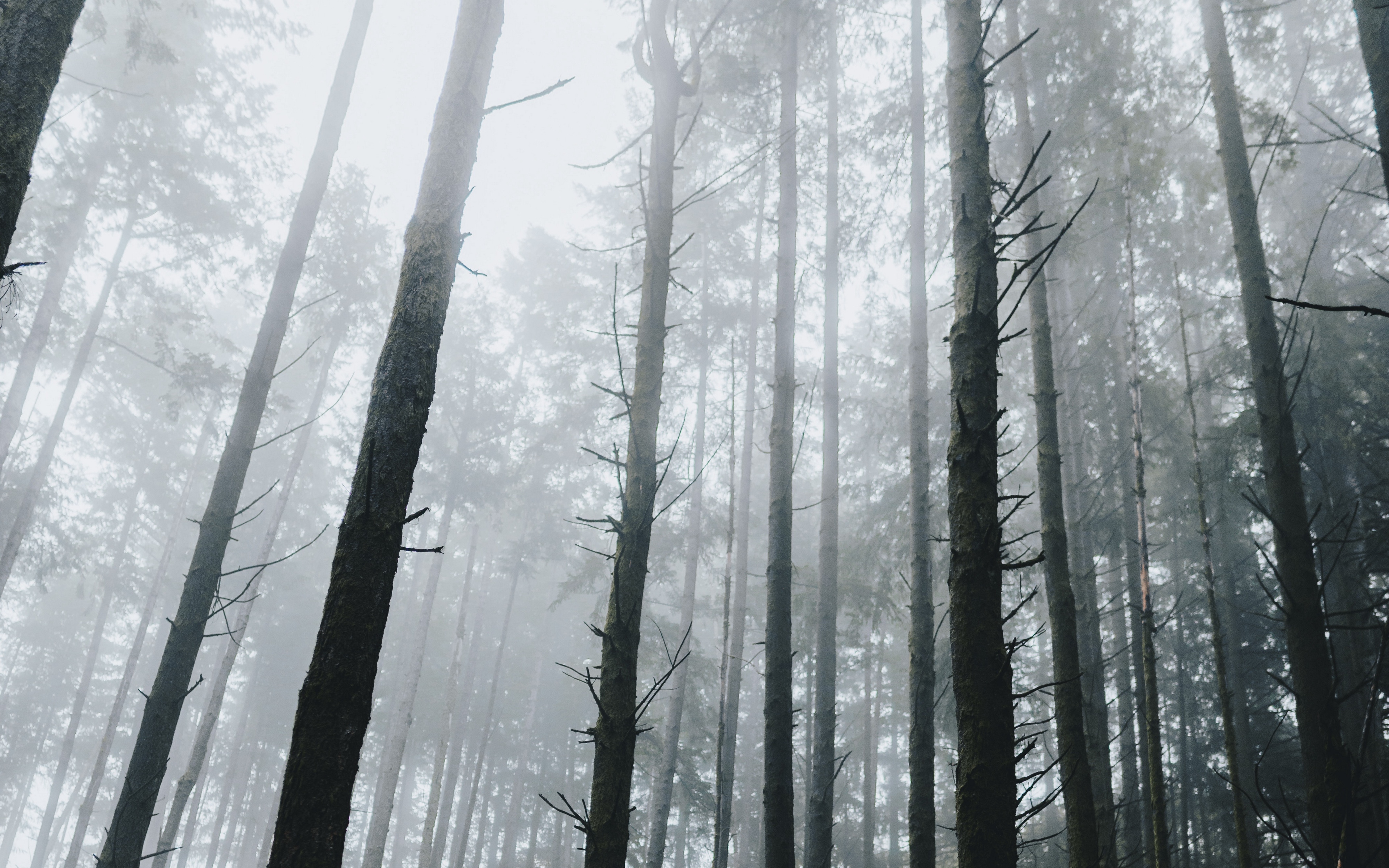 Dark Forest 4K Ultra Hd Wallpapers