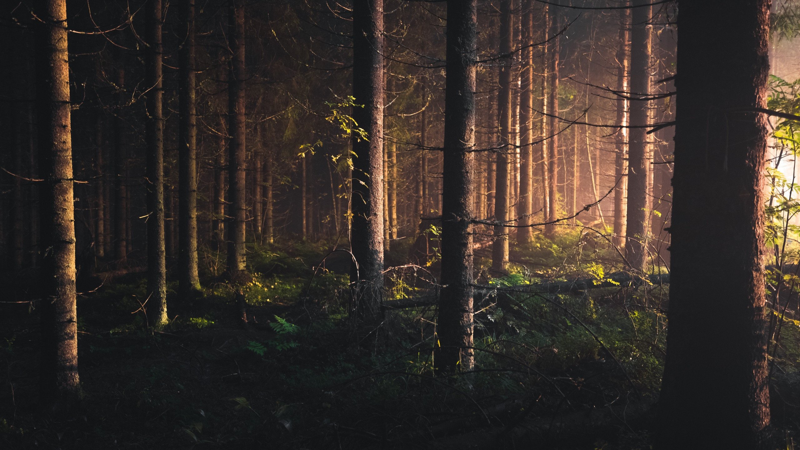 Dark Forest 4K Ultra Hd Wallpapers