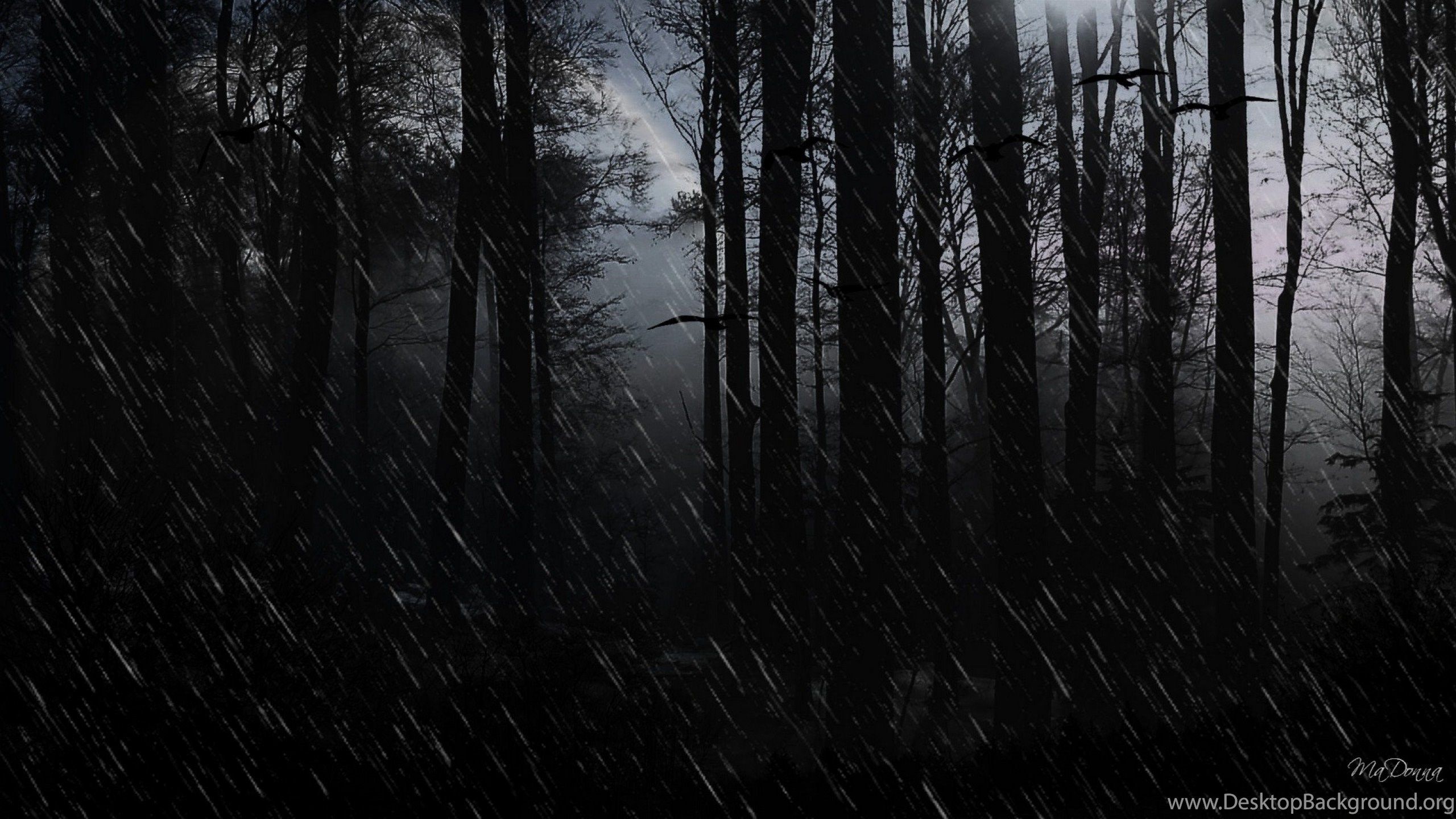 Dark Forest 4K Ultra Hd Wallpapers