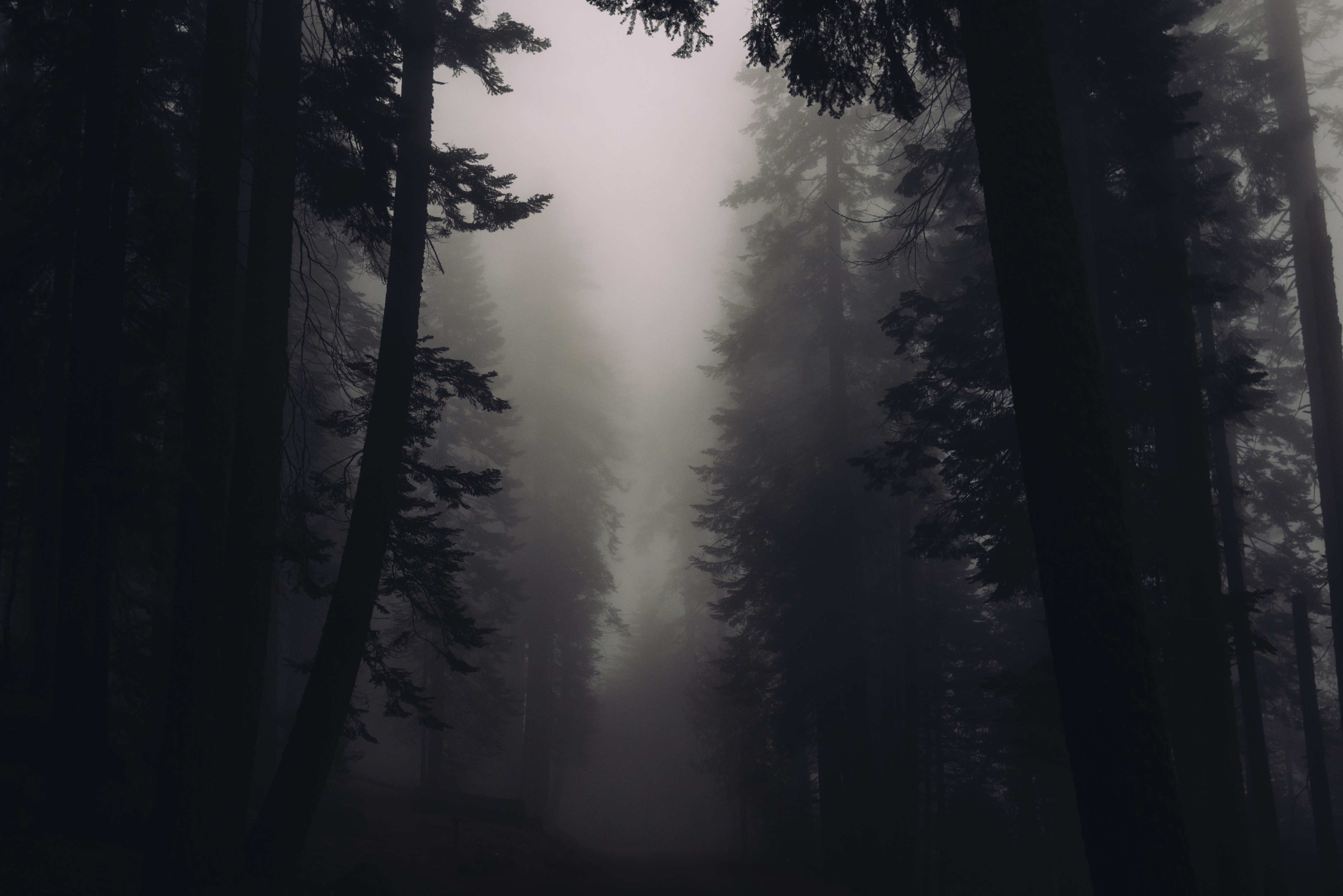 Dark Forest 4K Ultra Hd Wallpapers