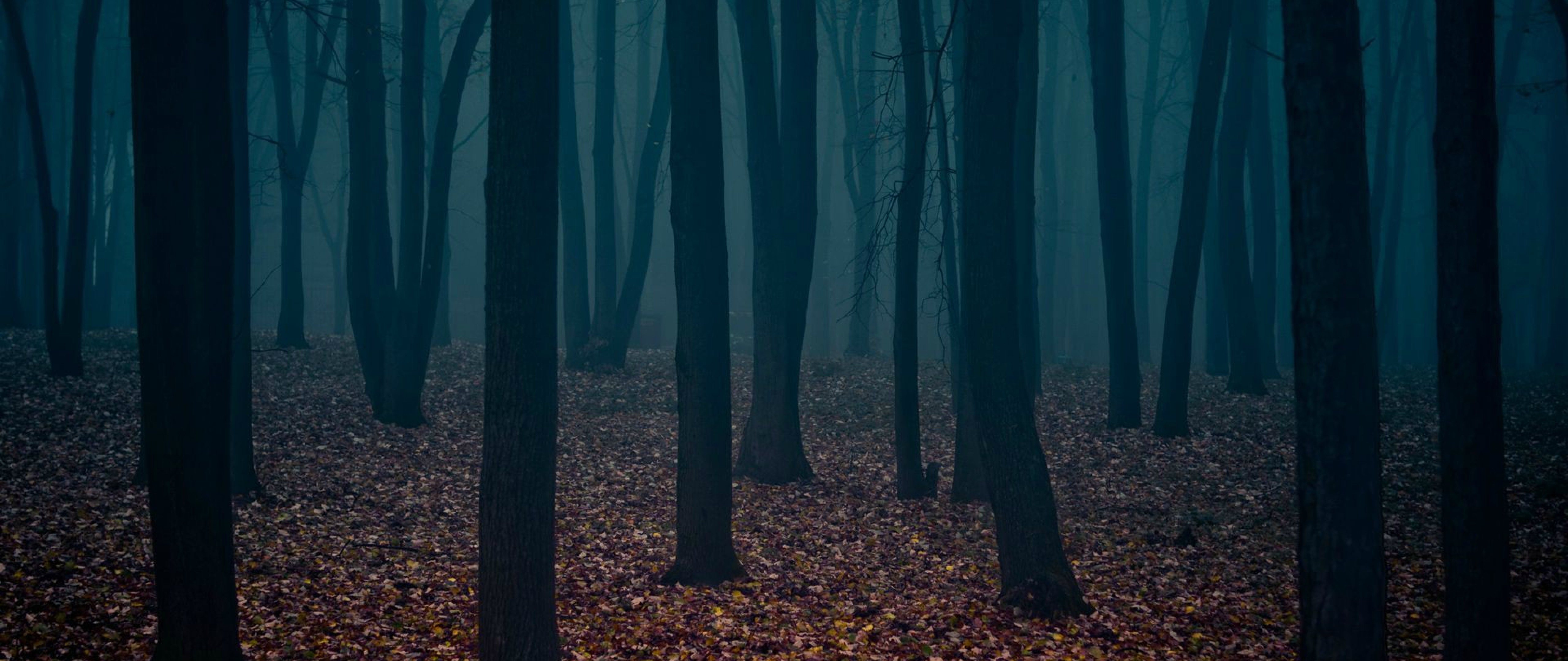 Dark Forest 4K Ultra Hd Wallpapers