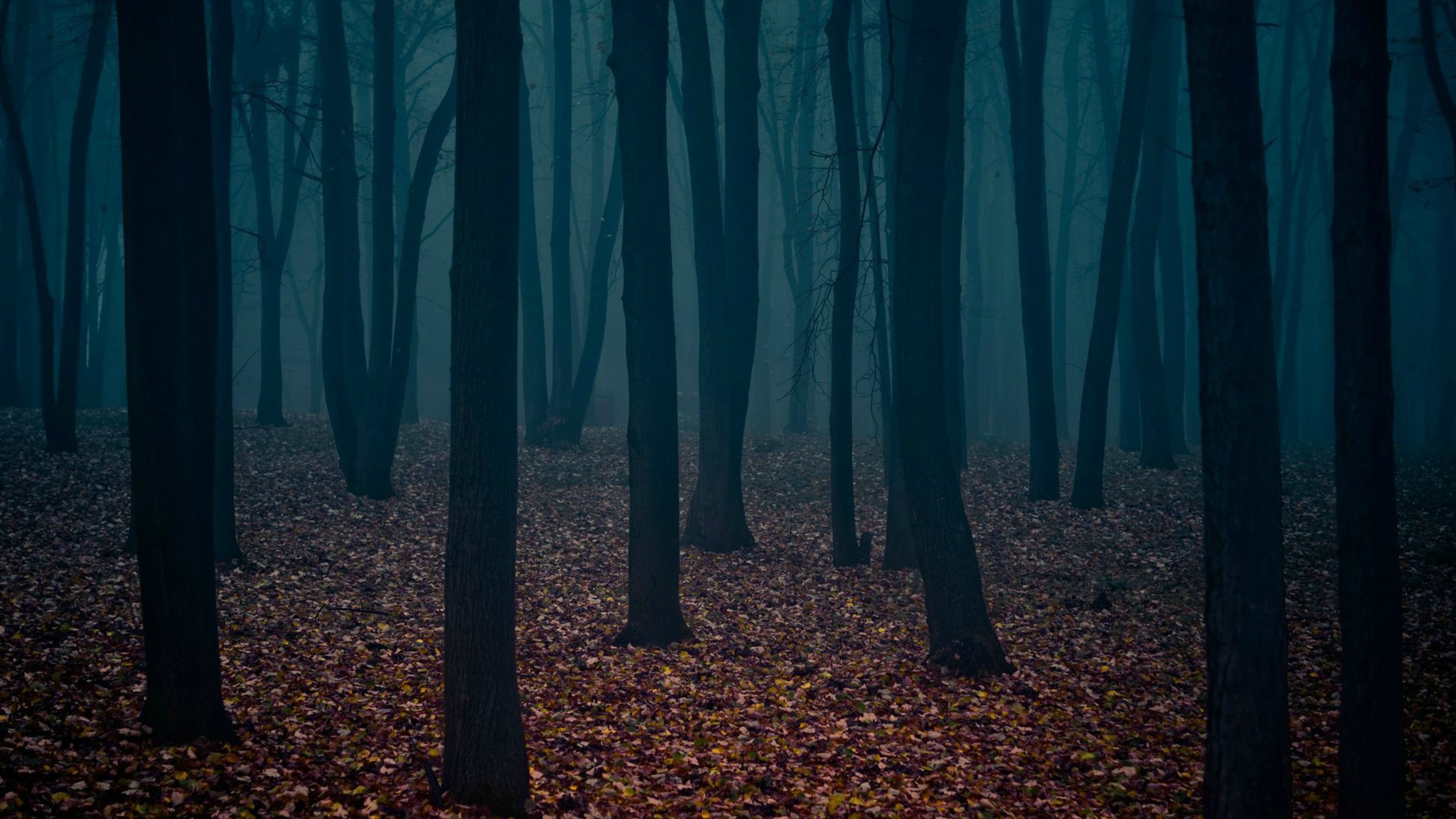 Dark Forest 4K Ultra Hd Wallpapers