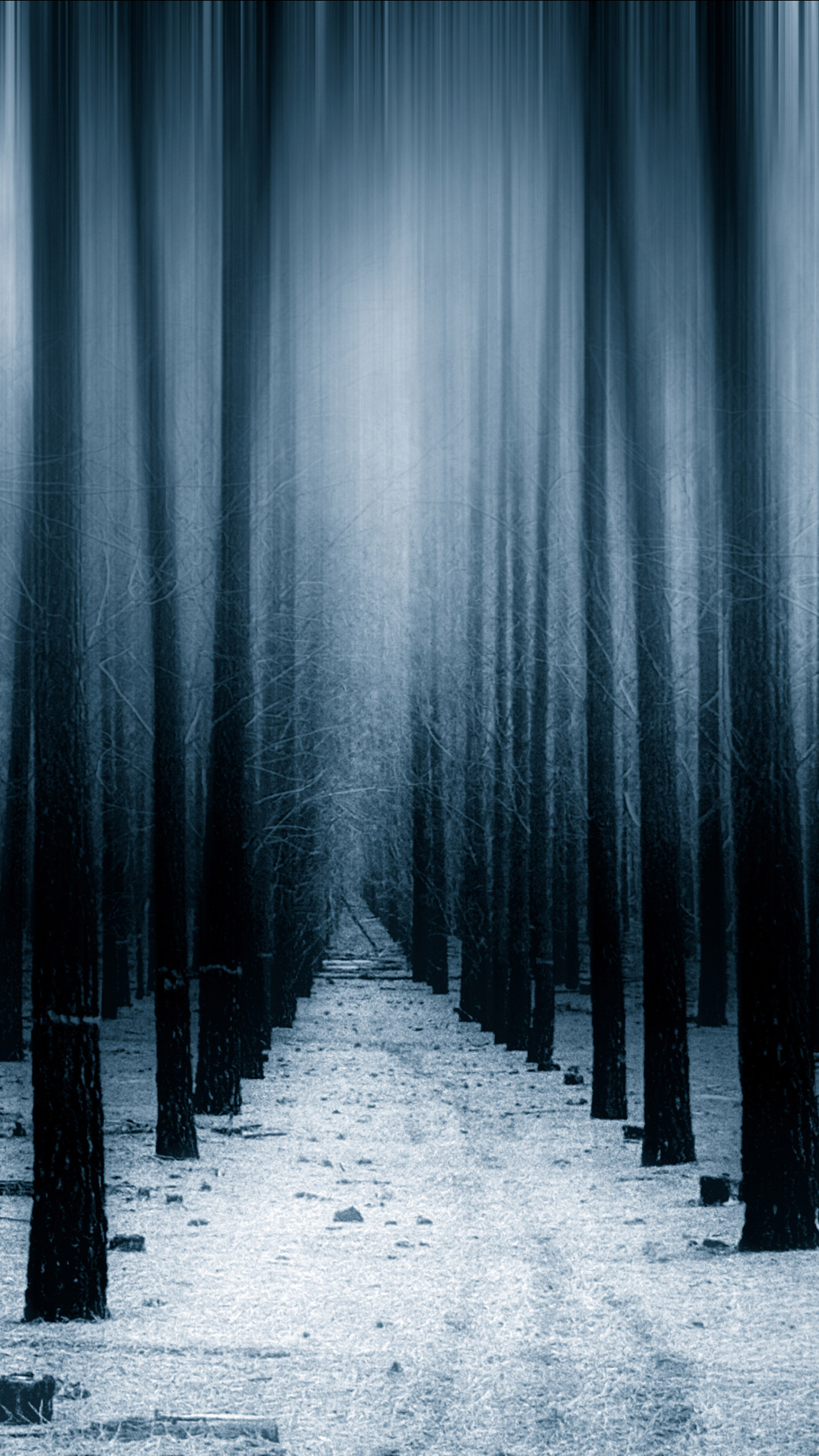 Dark Forest 4K Ultra Hd Wallpapers