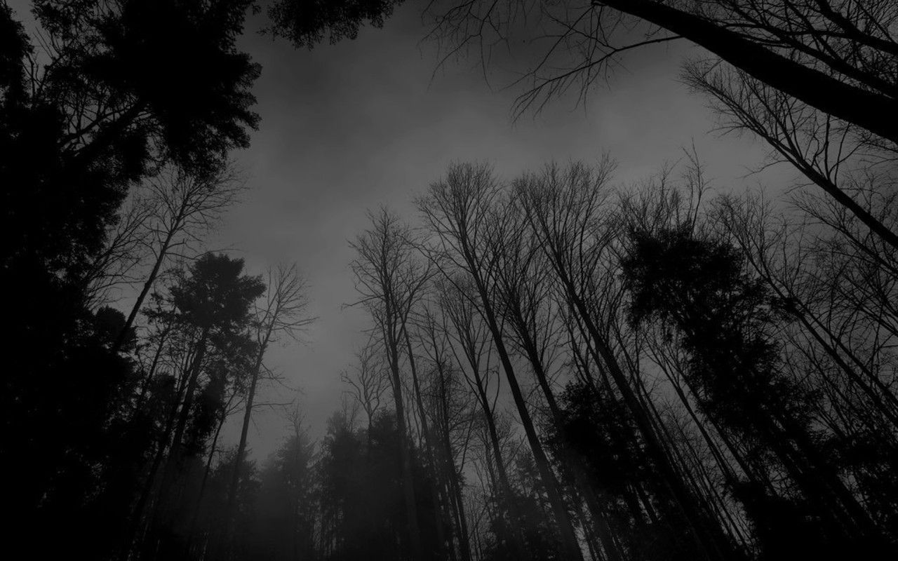 Dark Forest Aesthetic Wallpapers