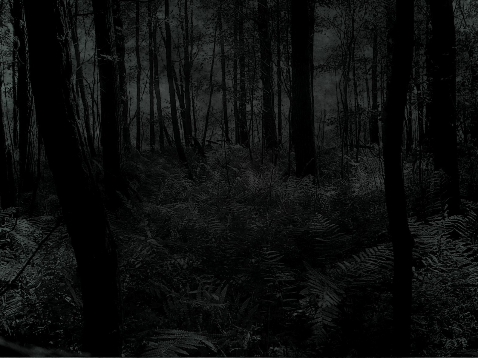 Dark Forest Aesthetic Wallpapers