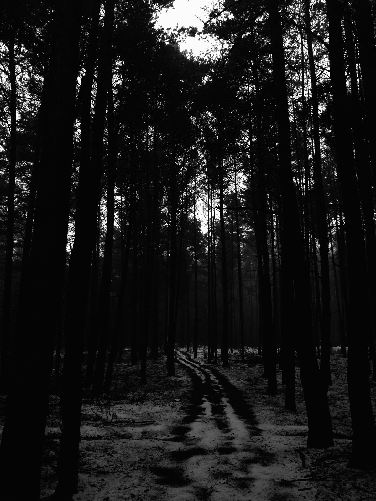 Dark Forest Background Tumblr