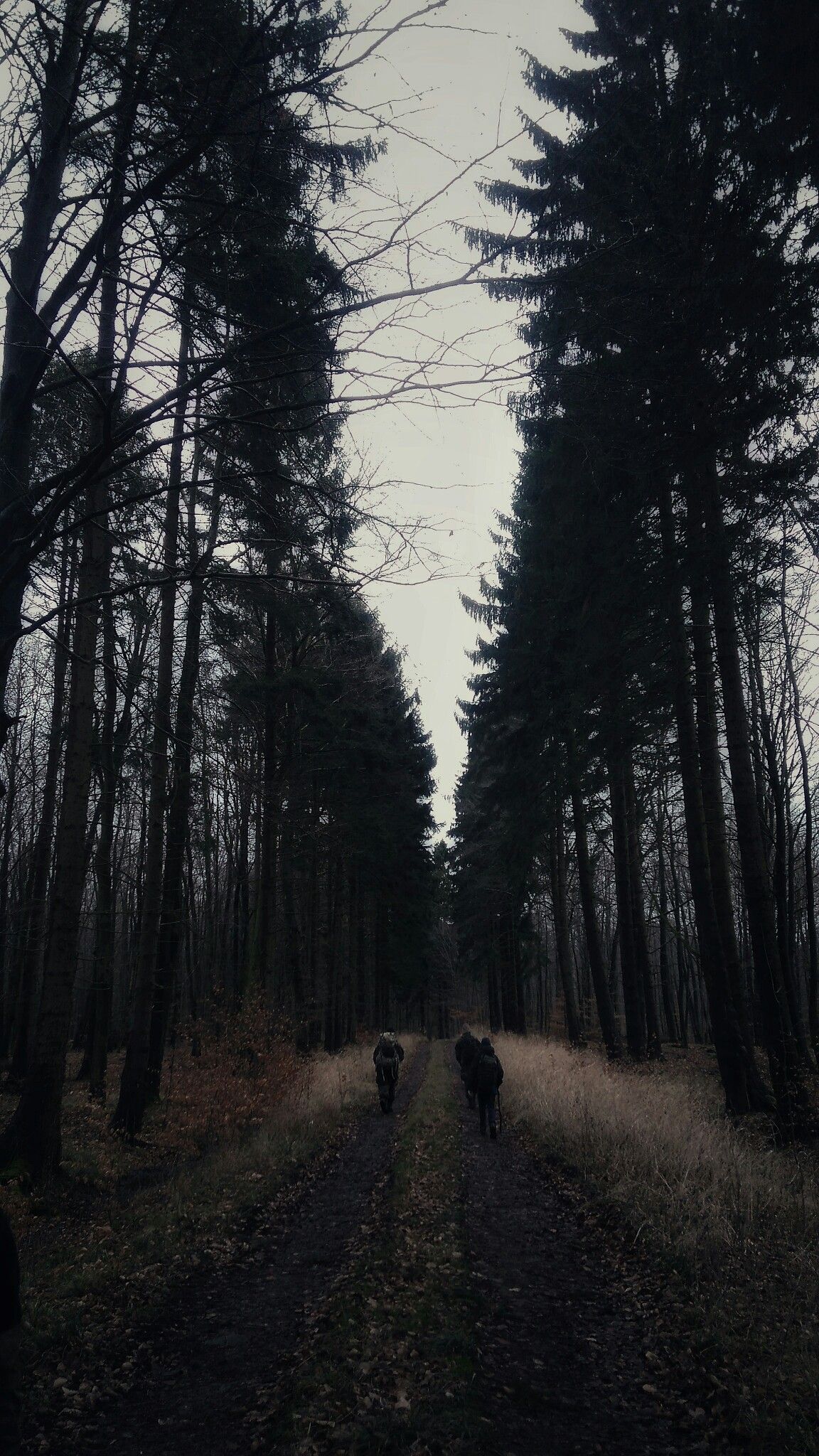 Dark Forest Background Tumblr