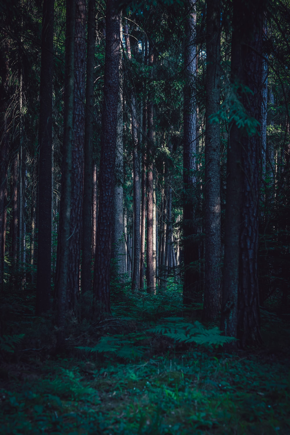 Dark Forest Background Tumblr