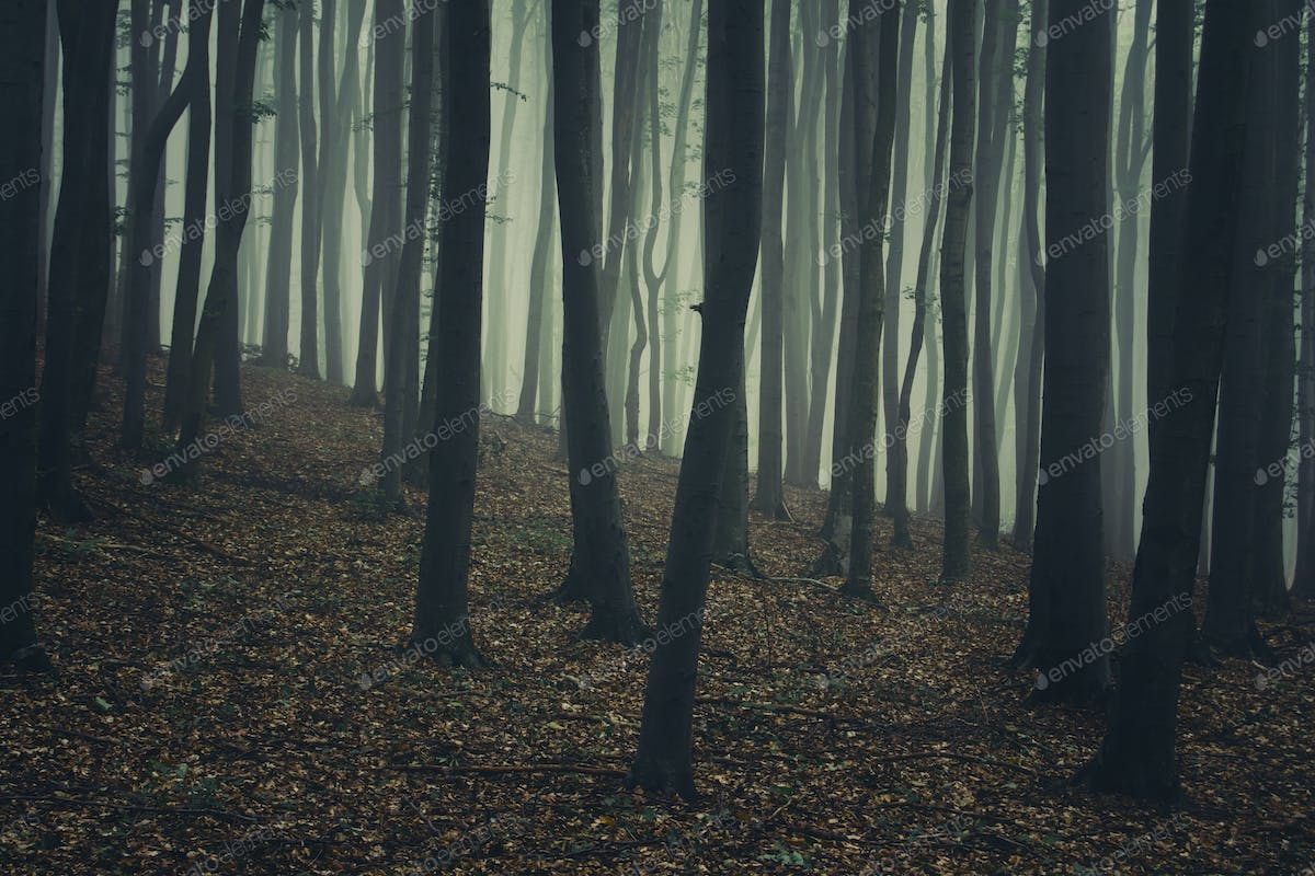 Dark Forest Background Tumblr