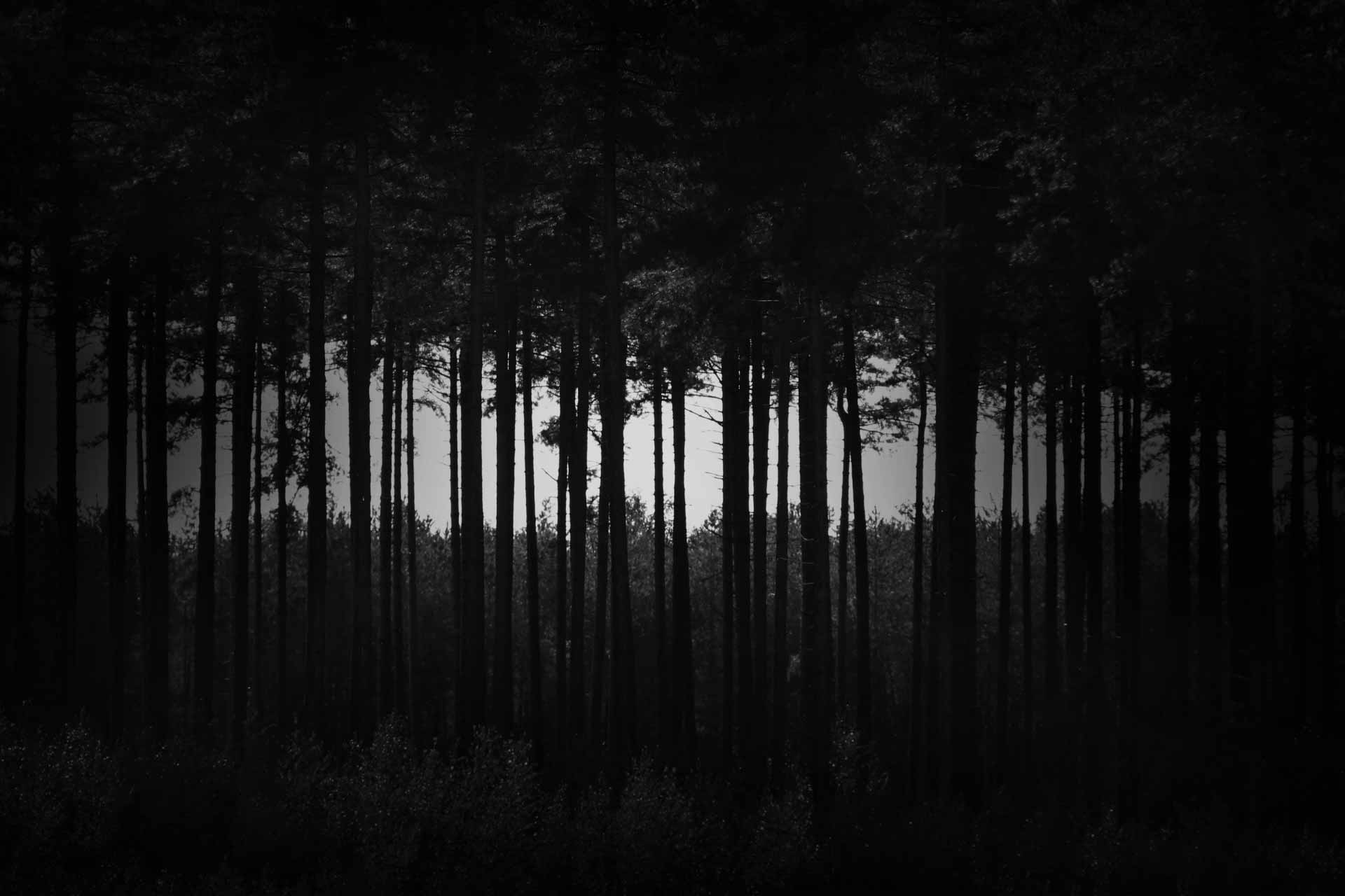 Dark Forest Background Tumblr