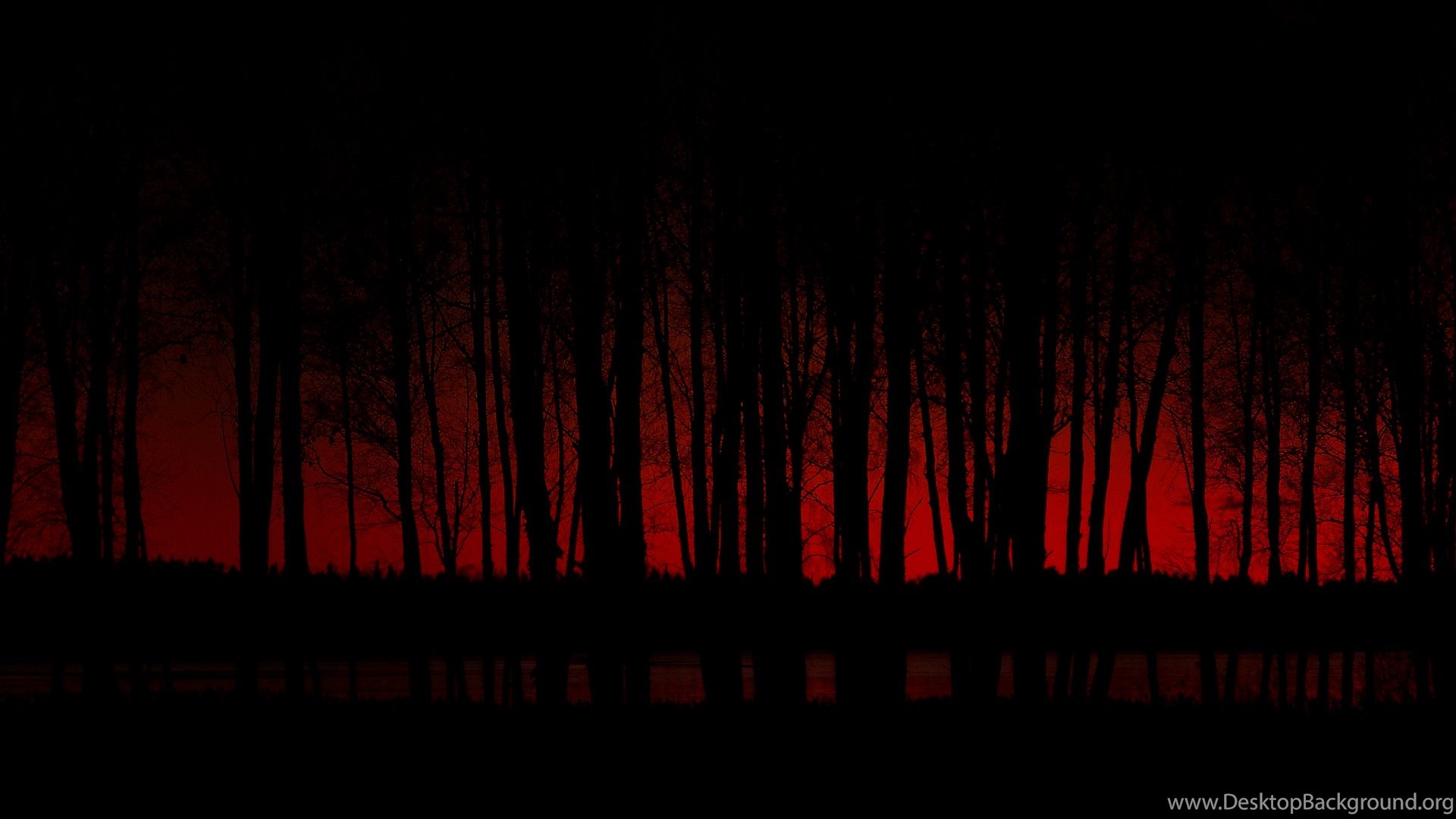 Dark Forest Background Tumblr