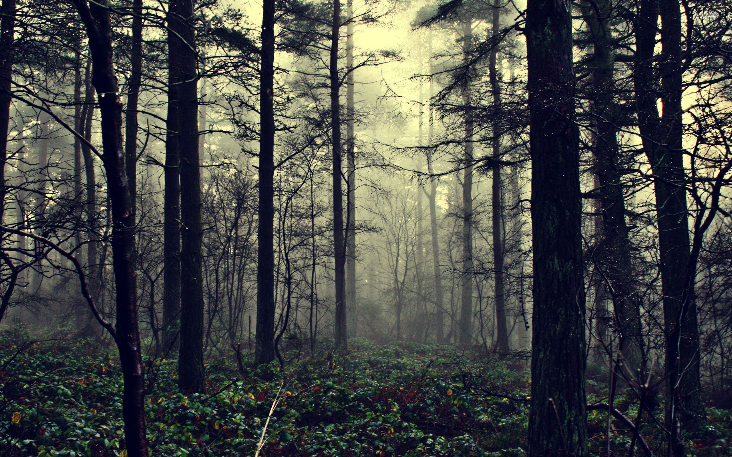 Dark Forest Background Tumblr