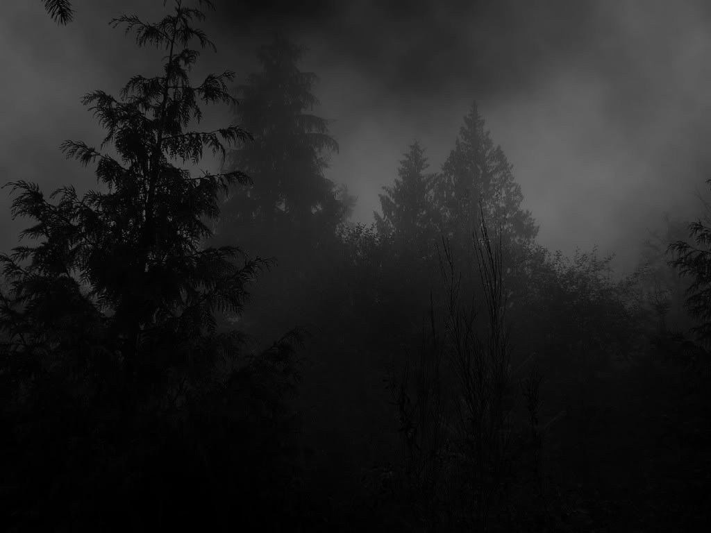 Dark Forest Background Tumblr