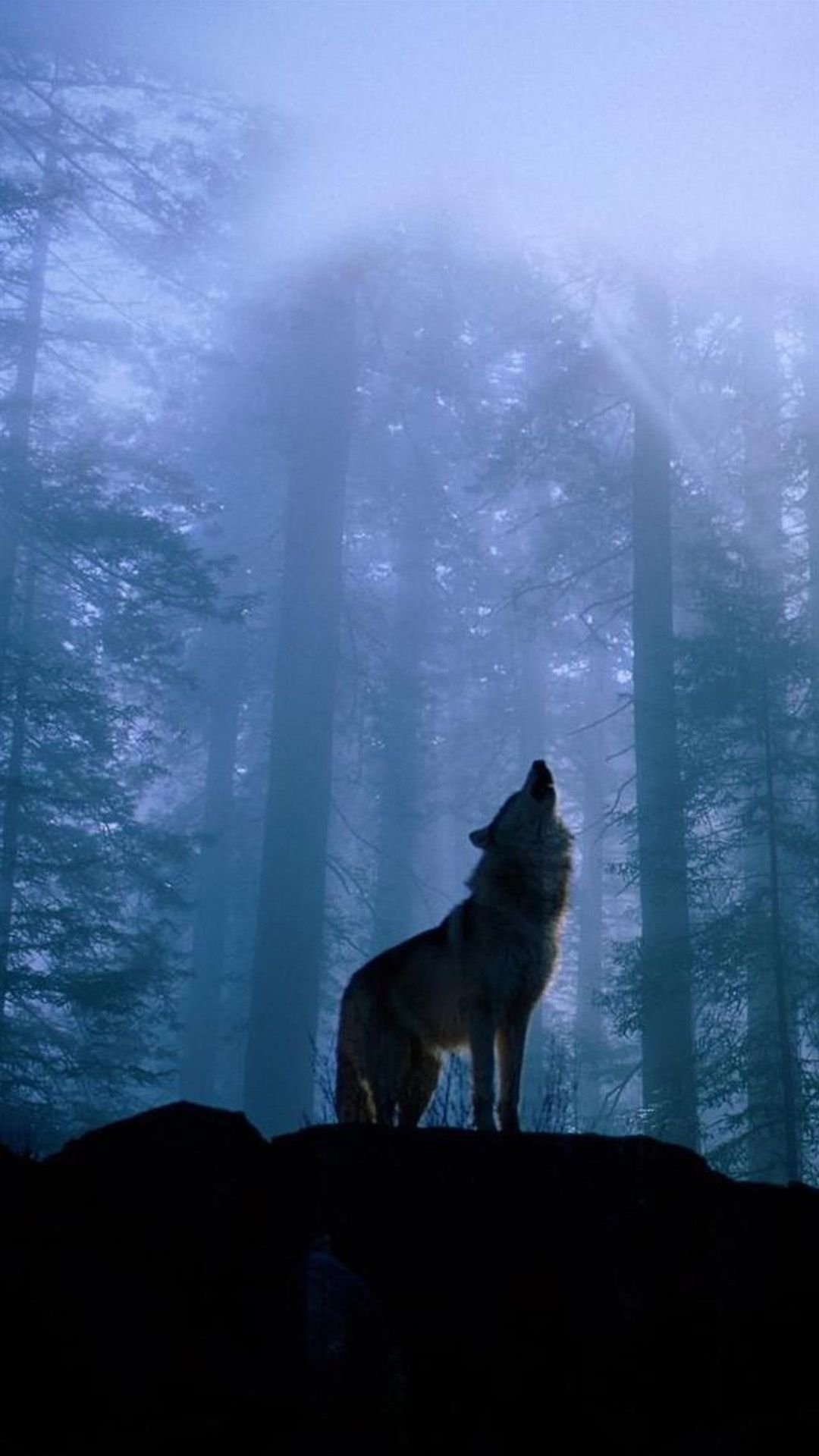 Dark Forest Background With Wolf