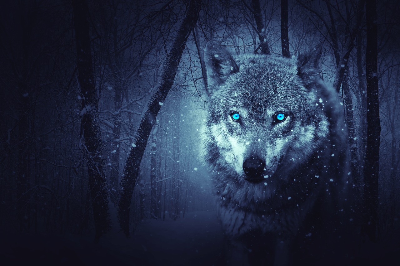 Dark Forest Background With Wolf